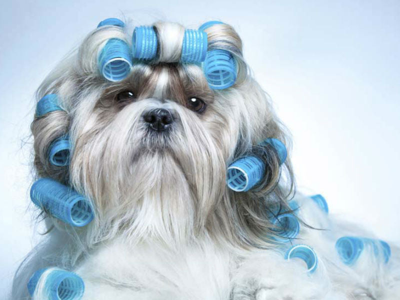 WHY GROOMING IS IMPORTANT FOR YOUR FOUR LEGGED FRIEND