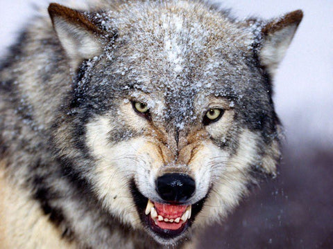 You Have a Wolf at Home